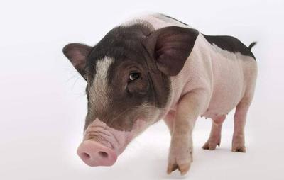 巴马香猪可称得上是“微型猪”