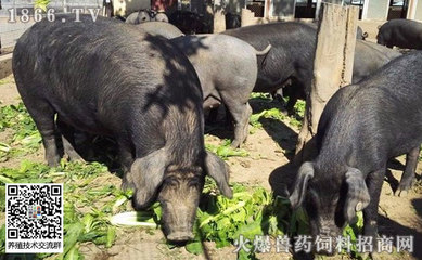 中国十大黑猪品种,口感极佳,吃过的都赞不绝口