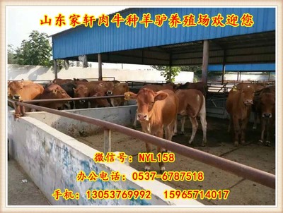 辽宁鞍山西门塔尔牛牛苗价格低,年底出栏效益高