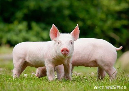 听老养猪户来讲,猪伪狂犬病改如何认识 预防 治疗,收藏了