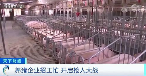 这个市场太火爆 有人没毕业就被疯抢 还有人一天预计赚1万元