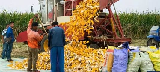 究竟种多少亩地才算大户?国家会补贴多少钱?