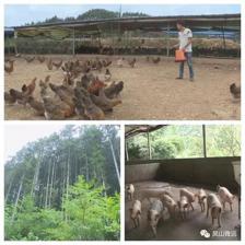 凤山县今年上半年农业经济提速增长