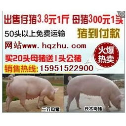 采购东海三元仔猪