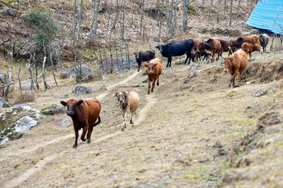 龙胜:肉牛养殖产业兴 致富路上“牛”劲足