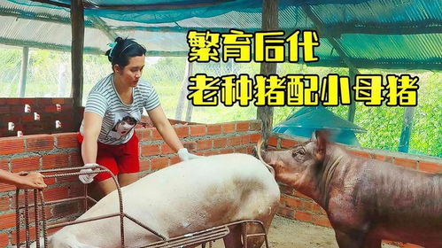 繁育后代,老种猪配小母猪精彩过程,相信很多城里人没得见过