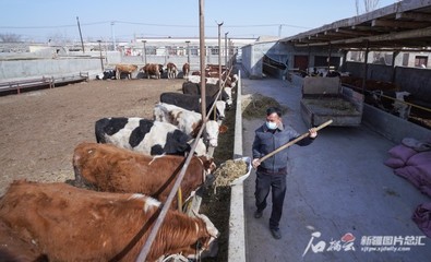 前三季度新疆农业生产大幅增长 农林牧渔服务业总产值同比增8.3%