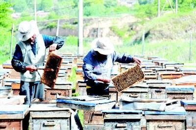 「图片新闻」张家川中盛蜂业合作社工人在“打蜜”