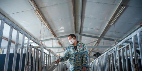 西藏林芝藏猪产业走上标准化 产业化之路